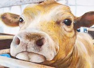 Corona virus will die from cow's antibodies, this country finds new treatment