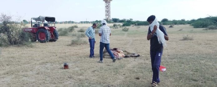 Unknown person poisoned cows in Kodamdesar, six cows died